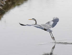 Crane takes flight